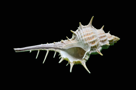 Old white conch shell on white backgroundの写真素材