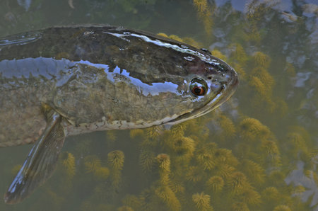 Big snakehead fish with red eye in the water