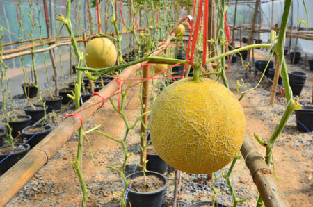 Yellow ripe melon fruit in harvesting seasonの写真素材