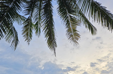 Green palm leaves on morning sky background