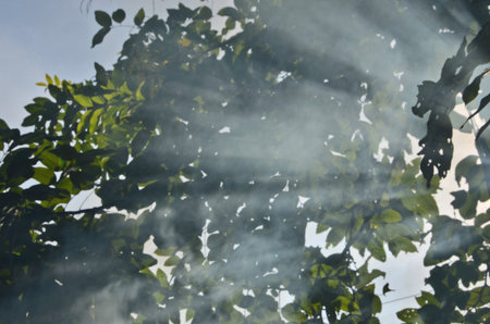 Smoke in the light cover green leavesの写真素材