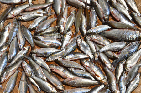 Fish saving  by sunlight on bamboo basketの写真素材