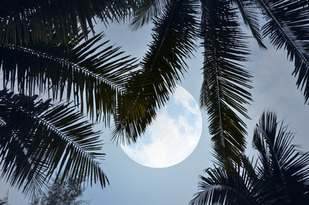 Big full moon behind palm leavesの写真素材