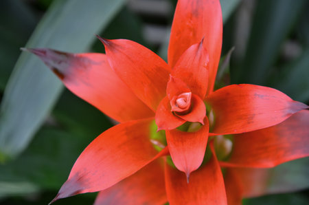 Top view of beautiful red bromeliad flowerの写真素材