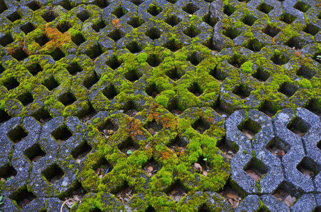 Beautiful green moss on concrete blocksの写真素材