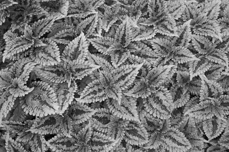Black and white pattern of coleus mix leavesの写真素材