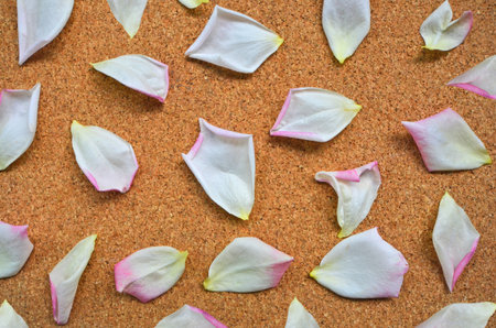 Soft pink and white pattern of rose petals