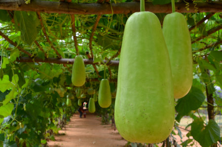 Green winter melons hang in vine tunnel with wood trellisの写真素材
