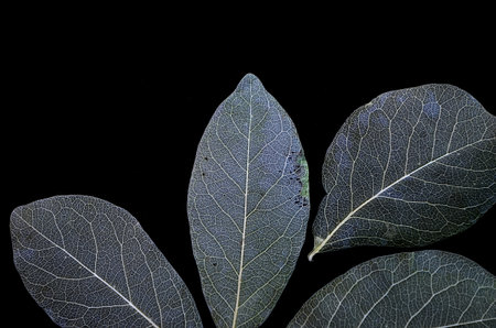 Beautiful white pattern of vein leaves on black backgroundの写真素材