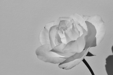 Black and white image of beautiful rose flowerの写真素材