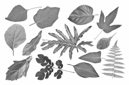 Black tropical leaf collection on white background