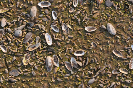 Shells of dead freshwater clams and snails in dried seasonの写真素材