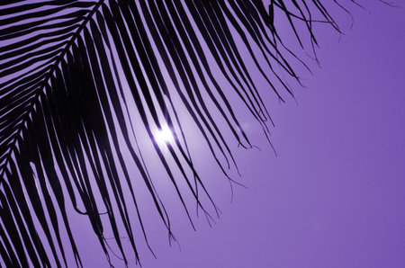 Sunlight in violet sky behind black palm leaf curtainの写真素材
