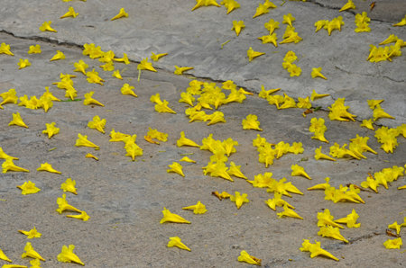 Fallen paraguayan golden trumpet tree flowers on concrete floorの写真素材