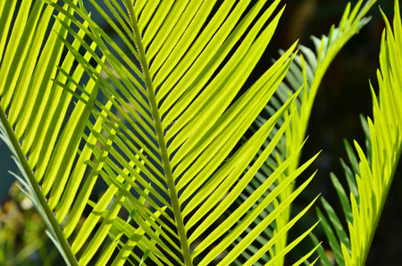 Beautiful fresh green leaves of fern in the light