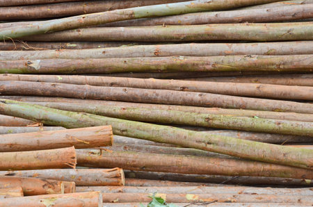 Shell skin texture of eucalyptus trunk heapの写真素材
