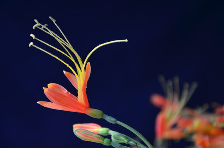 Red queen lily flowers with long yellow pollens on blue backgroundの写真素材
