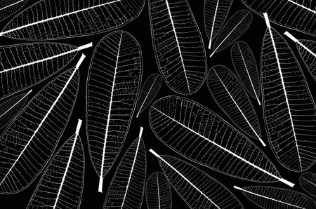 White pattern of plumeria leaf veins on black backgroundの写真素材