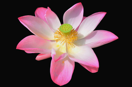 Beautiful pink flower of lotus on black backgroundの写真素材