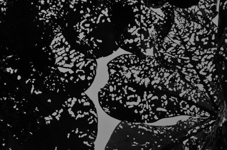 Black pattern of porous leaf texture closeup