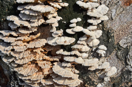 Beautiful wild white and brown mushrooms on the bark