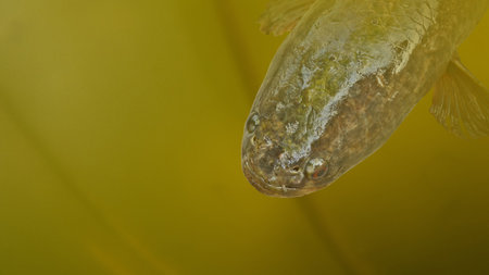 Big head of snakehead fish in yellow water