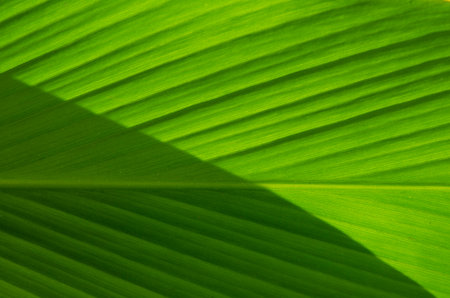 Light and shadow on green leaf texture