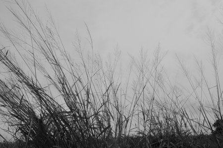 Black and white image of grass on white backgroundの写真素材