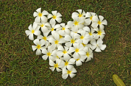 Heart shape of white plumeria flowers on green grassの写真素材