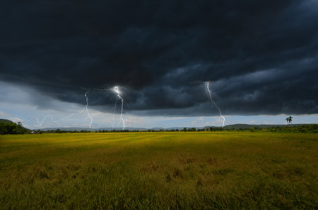 Dangerous lightnings over rice filed
