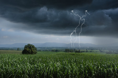 Lightning and raining over green sugar cane farmの写真素材