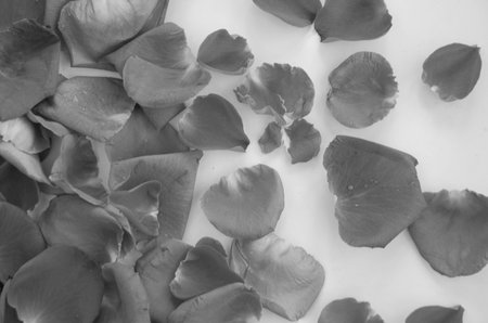 Black and white image of rose petal top viewの写真素材
