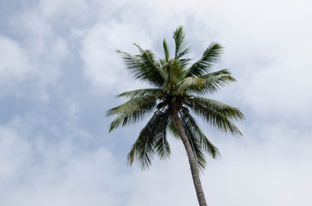 Green leaves of palm top and cloudy sky
