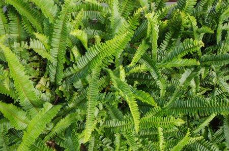 Top view of fresh green leaves of wild fernの写真素材