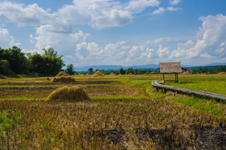 Beautiful rice field with pavilion in harvesting season in Thailandの写真素材