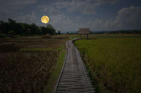 Full moon evening over rice field in the winterの写真素材