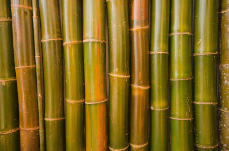 Fresh green wall and spots of bamboo trunksの写真素材