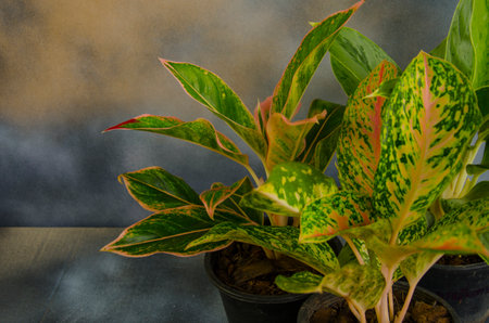 Beautiful leaves of aglaonema tree in black potsの写真素材