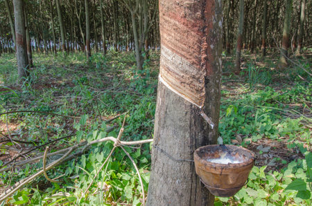 Latex pot and slit on the bark of rubber treeの写真素材