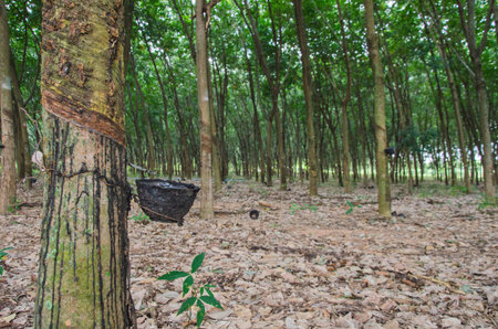 Latex pot on the bark of rubber section in forestの写真素材