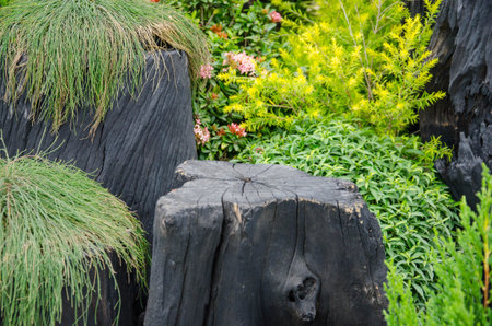 Black stump seat with fresh green treesの写真素材