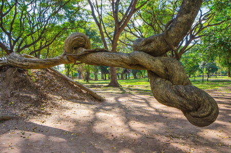 Wonderful shape of old vine in parkの写真素材