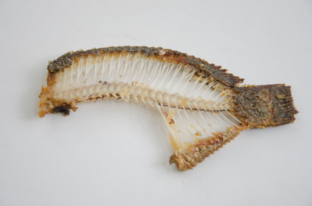Details of nile tilapia fish bone after eating