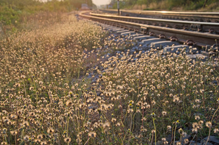 White wild flowers beside railwayの写真素材