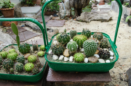 Green basket of cactus with stonesの写真素材