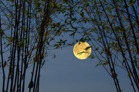Bamboo trees with full moon in the evening