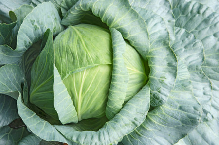Top view of long lived cabbage patternの写真素材