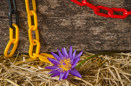 Violet water lily flowers with chains and wooden board backgroundの写真素材