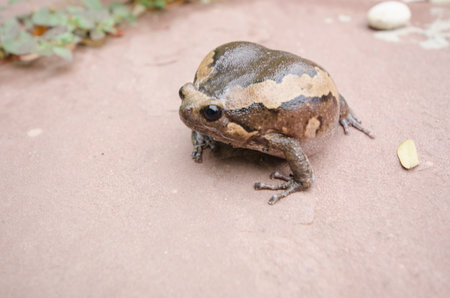 Biggest size of bullfrog after inflating