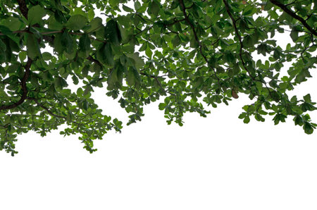 Fresh green leaves with branches in spring